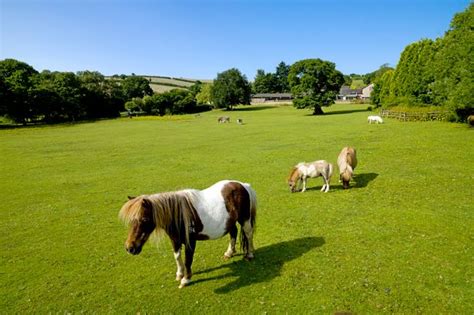 Miniature Pony Centre Closure Leaves Devon Locals Heartbroken Devon Live