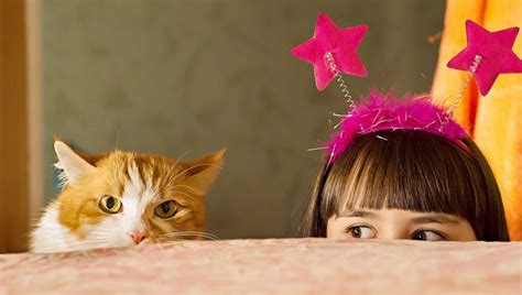 With our cats living longer, it is important to know the symptoms of dementia in cats so your cat's senior if you notice any behavior changes in your cat, it is important to take your cat to the vet to get a disorientation: Cats And Kids: Tips For Keeping Both Safe - CatTime