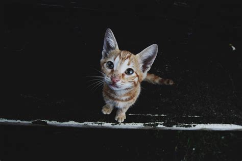 Brown Tabby Cat Kitten Muzzle Striped Hd Wallpaper Wallpaper Flare