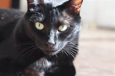 Can Black Cats Be Tabby 5 Pleasant And Revealing Insights My Mini Panther
