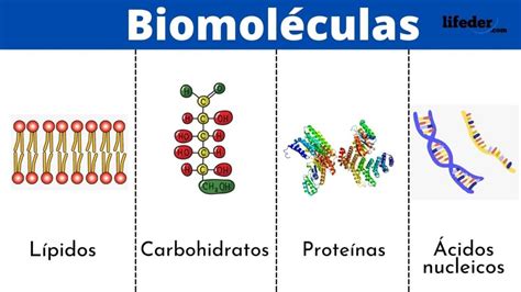 Biomoléculas Definición Funciones Clasificación 2022
