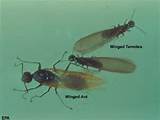 Termite Wings Vs Ant Wings Images