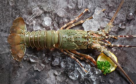 Makanan Laut Lobster Berduri Di Atas Es Lobster Segar Atau Lobster Batu