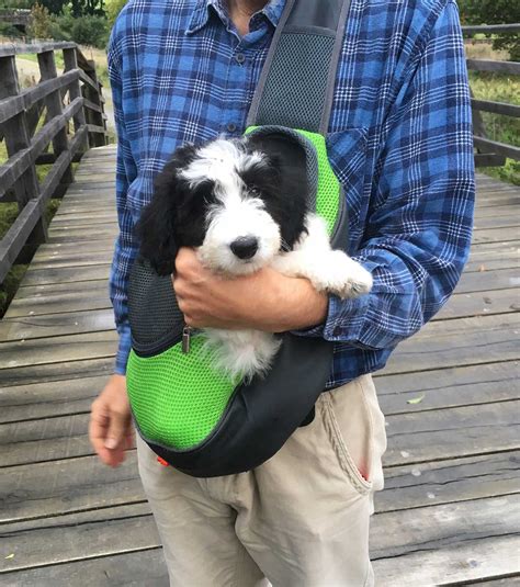 Doodle puppy looks at each bordoodle puppy as a family member. Bordoodle - Meet The Amazing Border Collie Poodle Mix