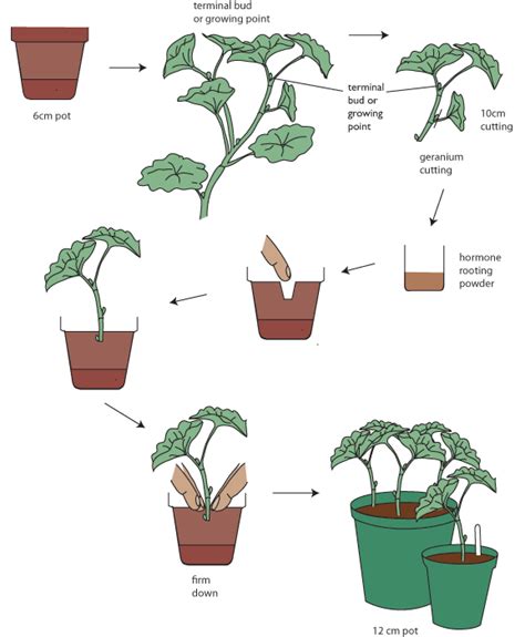 5 Example Of Stem Cutting Plants Donaldtinrose