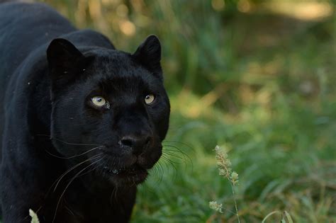 Schwarzer Panther Hd Wallpaper Hintergrund 2048x1363