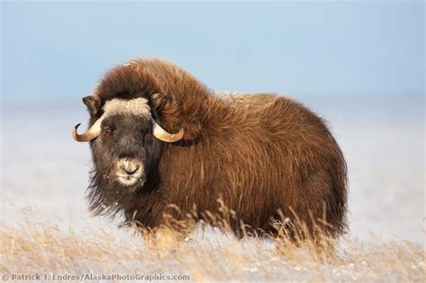 The double hair coat (long, coarse outer layer and soft wooly inner layer) is one of the most notable differences between highlands and other breeds. 17 Best images about Arctic: Musk Oxen on Pinterest ...