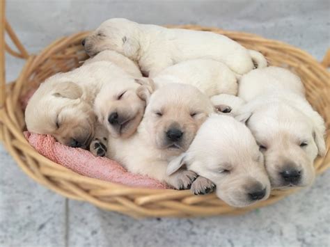 Available White Labrador Retriever Puppies For Sale Silver And