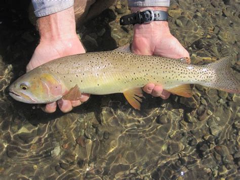 Yellowstone Cutthroat Trout One Of Several Species Of Trout My Brother