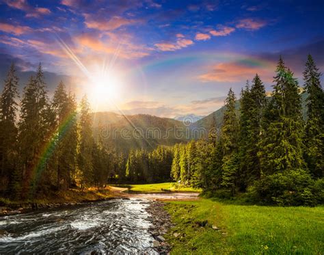 Mountain River In Pine Forest At Sunset Stock Image