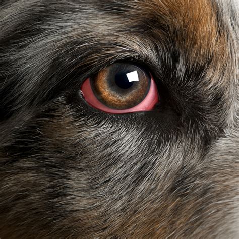 Se Le Ponen Los Ojos Rojos A Mi Perro Cuando Se Agita ¿es Normal