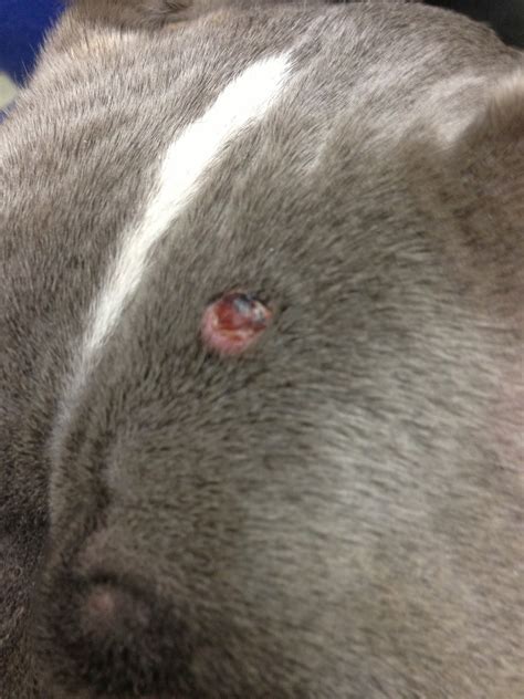 Skin Cancer In Dogs My Animals