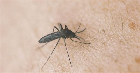 Zika Cases Confirmed In Athens And Hocking Counties Local News