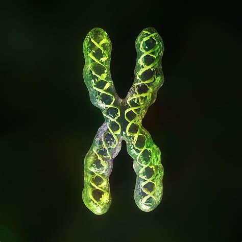 Letter X Human X Chromosome With Dna Strands Inside Digital
