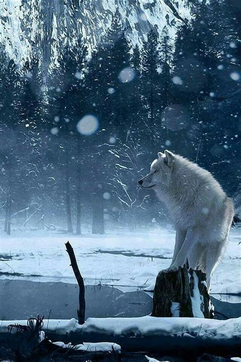 Pin By Lori Berland On Favourite Wolves Animals Animals Beautiful