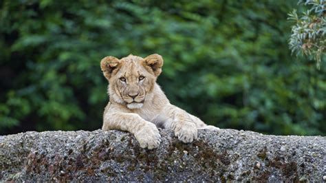 Only the best hd background pictures. Wallpaper lion, cute animals, 4K, Animals #20307