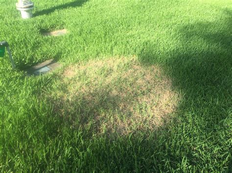 Watch Out For These Fall Turfgrass Diseases