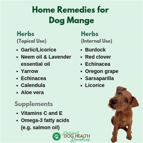 How To Treat Mange In Dogs Home Remedies