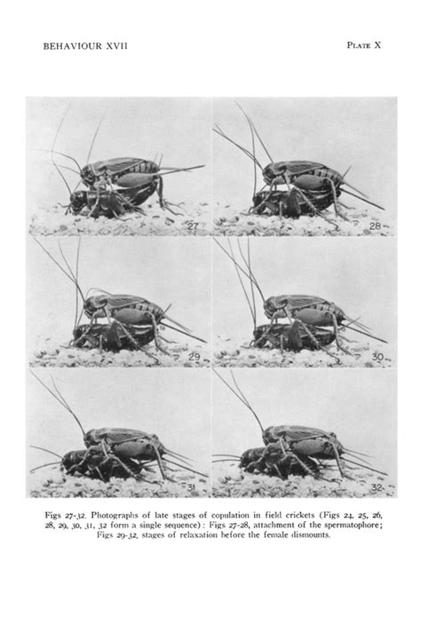 crickets mating and fighting