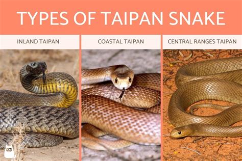 Types Of Taipan Snake Species Characteristics Of Venomous Taipan