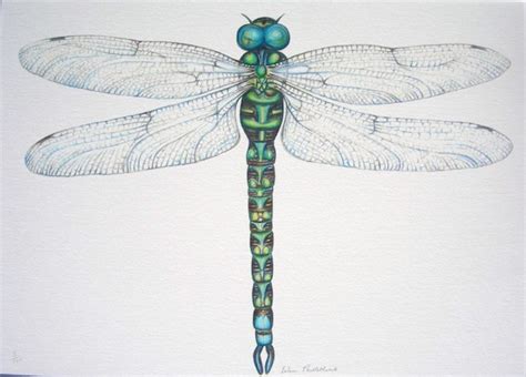 Items Similar To Green Dragonfly Giclee Print On Etsy