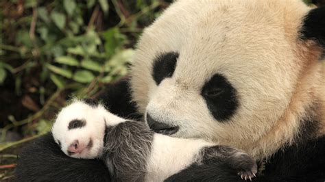 1st Ever Footage Of Giant Pandas Mating In The Wild Is Not Cute And
