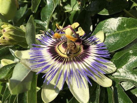 I Never Knew How Much Bees Loved Passion Flowers Theyve Attracted So