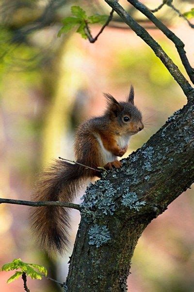 12 Squirrel Species Ideas Squirrel Animals Beautiful Pet Birds