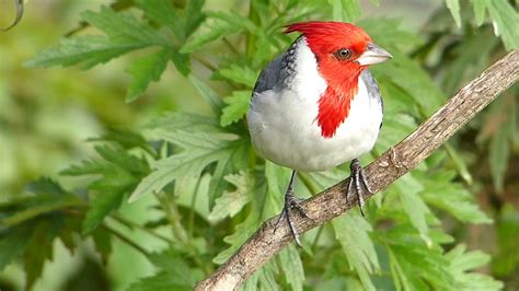 Fauna Brasileira Sertaneja PÁssaro Cardeal Close Animal Selvagem