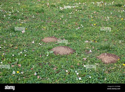 Several Mole Holes Damage In Lawn Green Grass Stock Photo Alamy