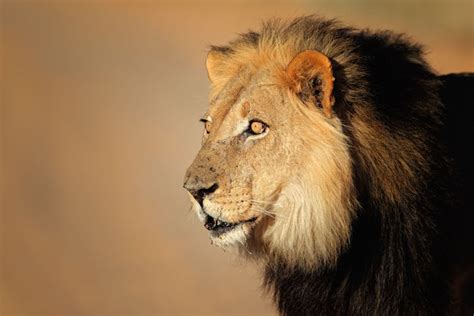 Lion Spirit Animal