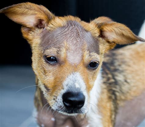 Start studying abnormal hair loss. How to Treat Alopecia in Dogs