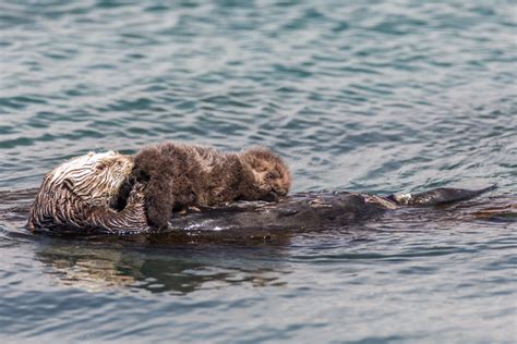 A Newborn Baby Sea Otter Enhydra Lutris Morro Bay Flickr