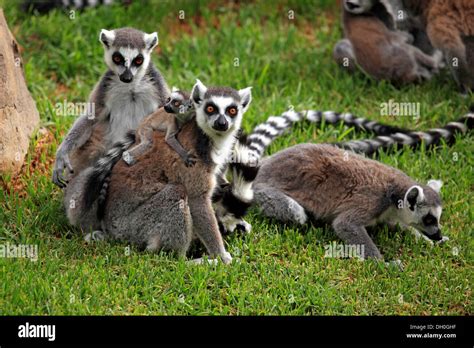 Ring Tailed Lemurs Lemur Catta Female Carrying A Cub On Her Back