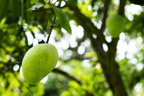 Lots Of Green Mangoes Hanging On Tree In Mango Garden Stock Photo