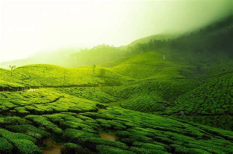 Also included is the area immediately south of the wheat plantation. tea plantation, landscape, scenic, greenery, agriculture, india, crop, fields, mountains, fog ...
