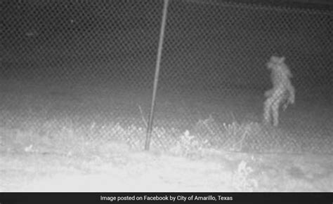 Bizarre Picture Of Creature Lurking Outside Texas Zoo Goes Viral