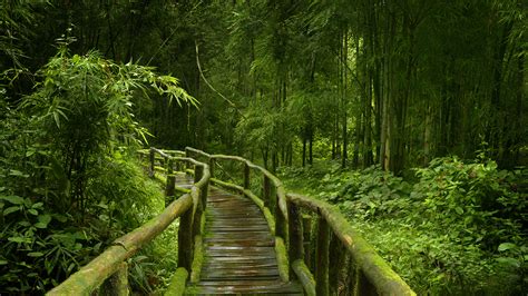 Desktop Hintergrundbilder Jungle Natur Bambus Brücken Wald 2560x1440