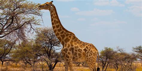 Giraffe Facts Animals Of Africa Worldatlas