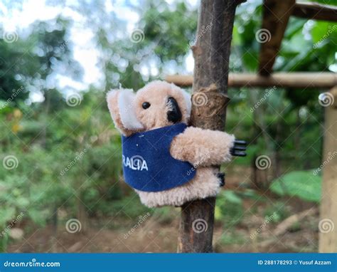 Stuffed Koala Amidst Nature S Embrace Stock Image - Image of green