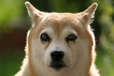 A small, alert and agile dog that copes very well with mountainous terrain and hiking trails. Photo gratuite: Shiba Inu, Chien, Aveugle - Image gratuite ...
