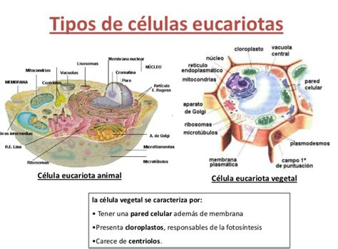 Como Esta Constituida La Celula Vostan