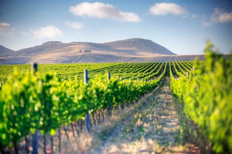 Best price and money back guarantee! Half Day Winelands Tour
