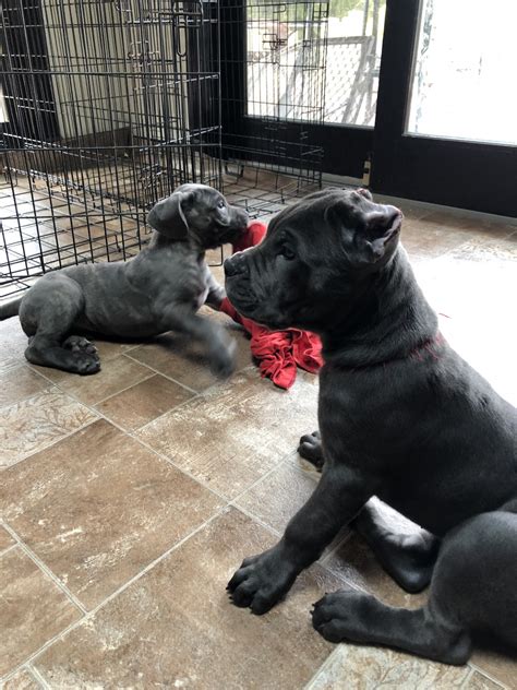 Cane Corso Puppies For Sale Long Island Ny 286516