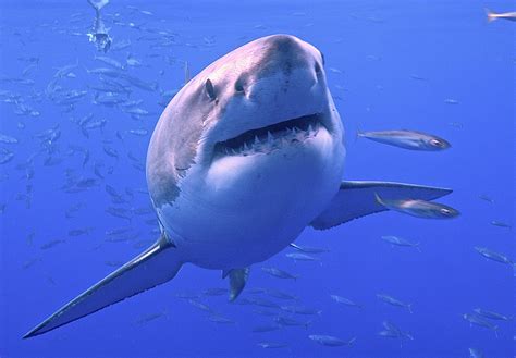 Bull sharks are one of the most dangerous species of shark, widely considered to be second only to tiger sharks and great whites. How to Prevent a Shark Attack