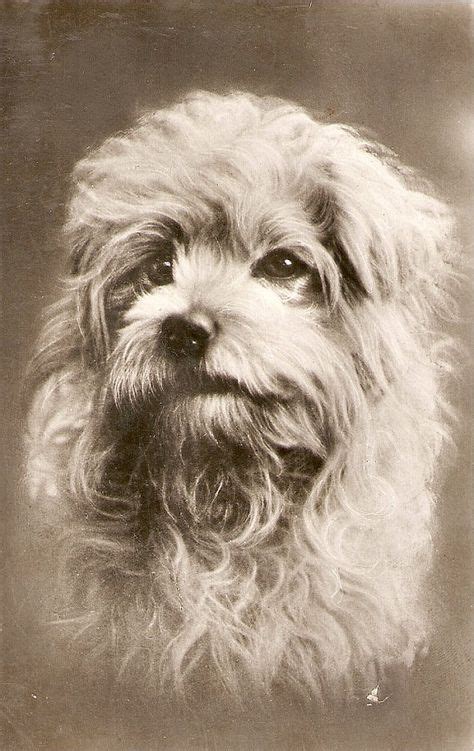 36 Best Vintage Dogs Images Vintage Dog Dogs Vintage Posters