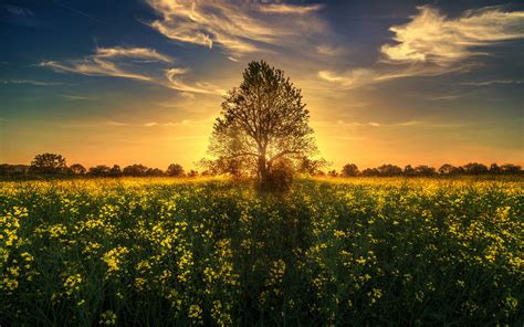 gold-sunset-sun-rays-light-tree-field-with-yellow-flowers-4k-wallpapers