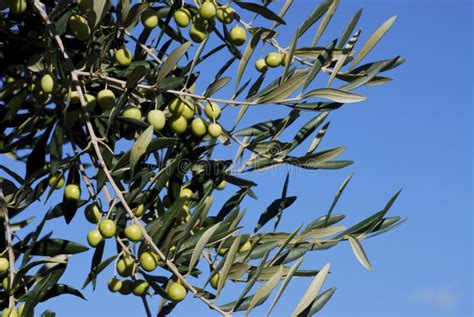 Olive Tree Branch Picture Image 18896539