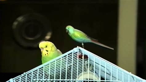 Tips For Caring For Your First Parakeet Parakeet Care Parrot Pet
