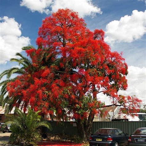 Buy Brachychiton Acerifolius Illawarra Flame Tree Seed Australian Seed